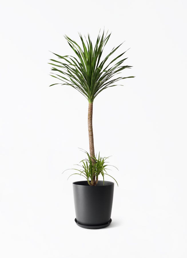 観葉植物 ドラセナ カンボジアーナ 10号 1本立ち エステリ ブラック