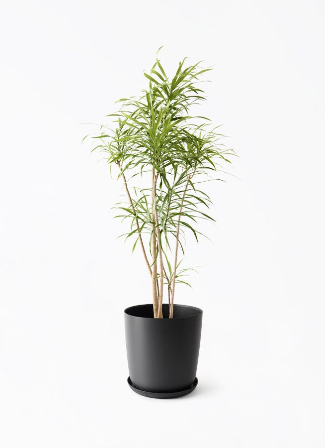 観葉植物 ドラセナ リフレクサ 8号 エステリ ブラック 付き | 観葉植物