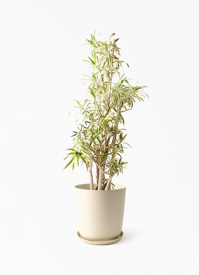観葉植物 ドラセナ ソングオブインディア Amazon｜ドラセナ ソング オブ インディアナ 8号鉢【品種で