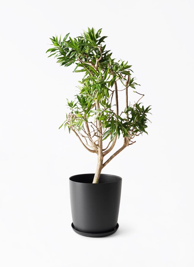 観葉植物 ドラセナ ソング オブ ジャマイカ 8号 エステリ ブラック
