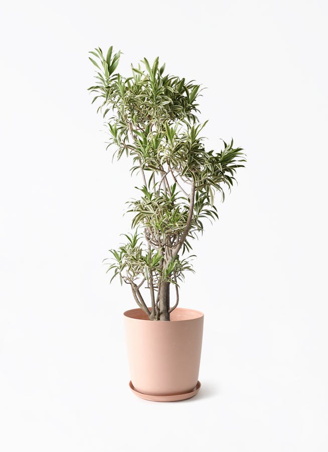 観葉植物 ドラセナ ソング オブ インディア 8号 エステリ ピンク 観葉植物 ドラセナ ソング オブ インディア 8号 エステリ ピンク