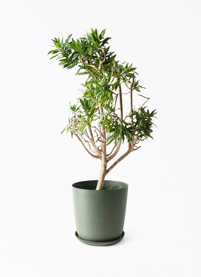 観葉植物 ドラセナ ソング オブ ジャマイカ 8号 エステリ グリーン