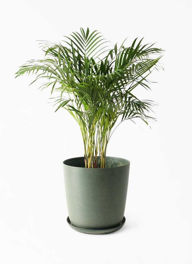 アレカヤシ | 観葉植物の通販ならHitoHana（ひとはな）
