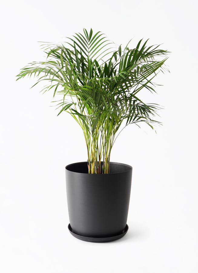 アレカヤシ　観葉植物　8号　約120センチ 観葉植物 アレカヤシ 8号 プラスチック鉢 | 観葉植物なら