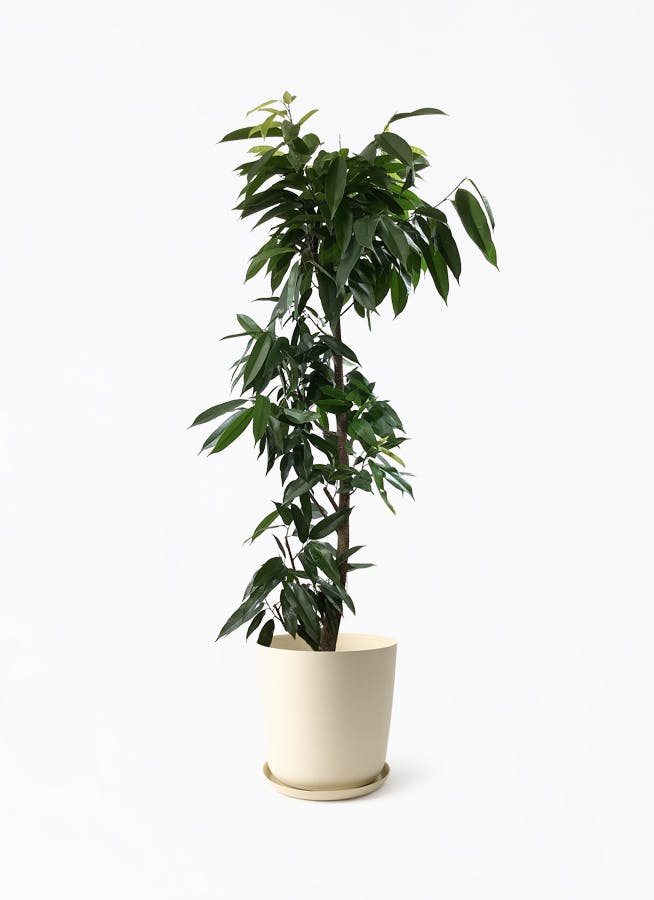 観葉植物 フィカス アムステルダムキング 10号 ノーマル