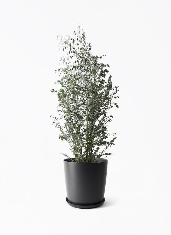 観葉植物 ユーカリ 10号 グニー エステリ ブラック 付き | 観葉植物