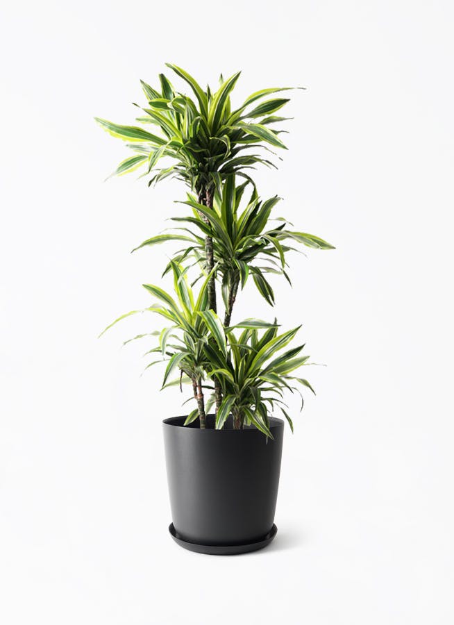 観葉植物 ドラセナ ワーネッキー レモンライム 10号 エステリ ブラック