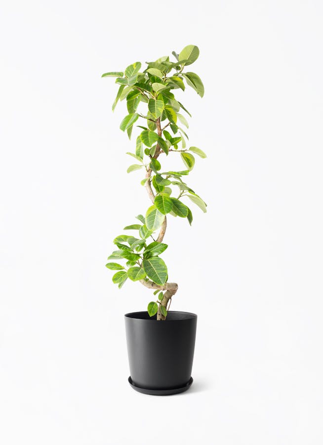 観葉植物 ストレリチア レギネ 10号 エステリ ブラック 付き