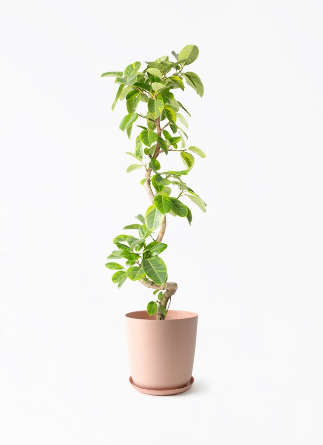 観葉植物 ストレリチア レギネ 10号 エステリ ピンク 付き | 観葉植物