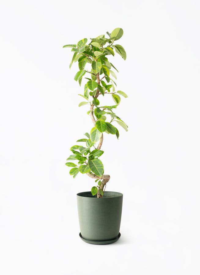 観葉植物 オリーブの木 10号 ピクアル エステリ グリーン 付き / 小倉