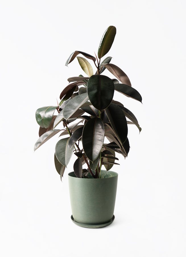 フィカス バーガンディ | 観葉植物の通販ならHitoHana（ひとはな）