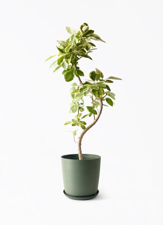 取りに来れる方限定✴︎フィカス アルテシーマ✴︎約2メートル フィカス アルテシーマ | 観葉植物通販 HitoHana
