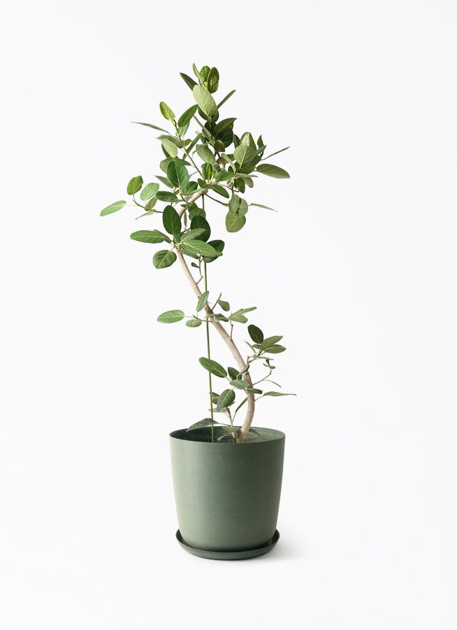 観葉植物 フィカス ベンガレンシス 10号 曲り エステリ グリーン 付き