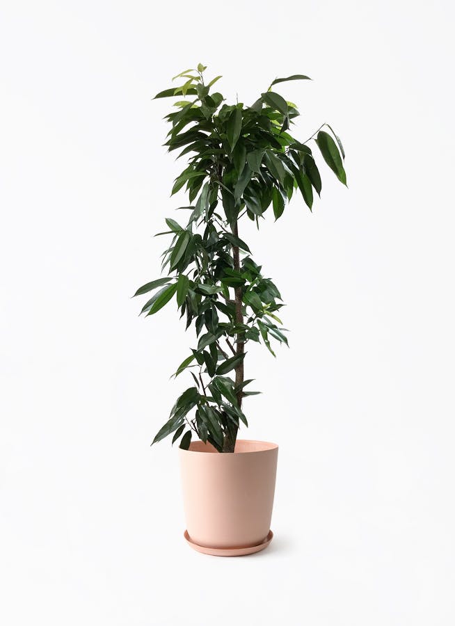 観葉植物 フィカス アムステルダムキング 10号 ノーマル エステリ