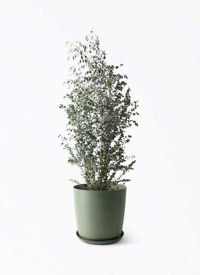 ユーカリ | 観葉植物の通販ならHitoHana（ひとはな）