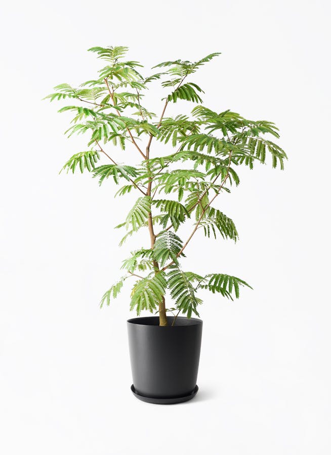 エバーフレッシュ | 観葉植物の通販ならHitoHana（ひとはな）