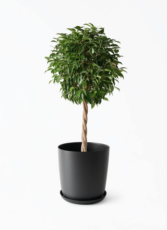 観葉植物 フィカス ベンジャミン 8号 玉造り エステリ ブラック 付き