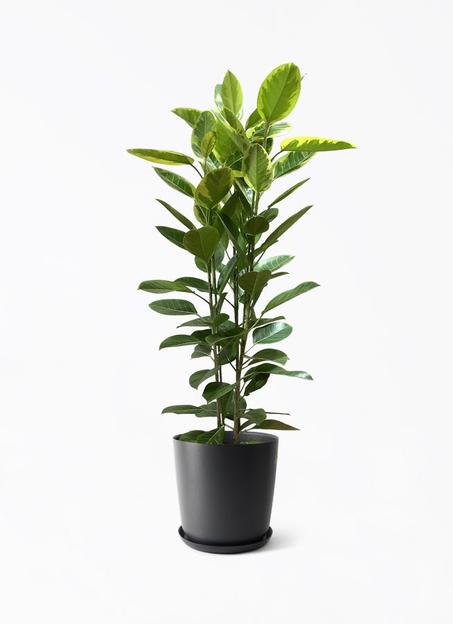 観葉植物 ストレリチア レギネ 10号 観葉植物 ストレリチア (ストレチア) レギネ 10号 モンデリック