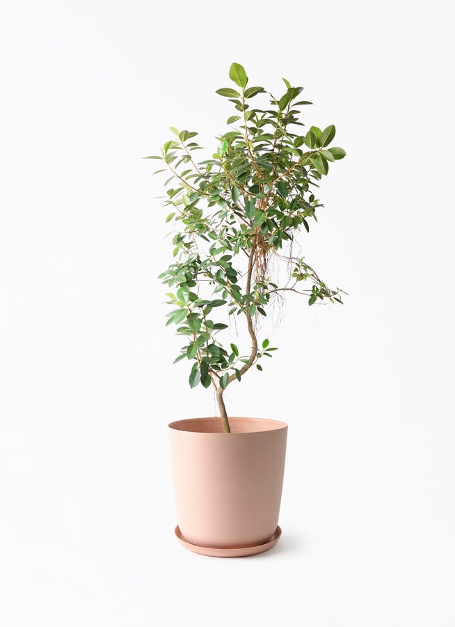 観葉植物 ストレリチア レギネ 10号 エステリ ピンク 付き | 観葉植物