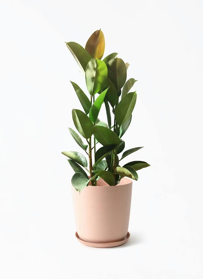 観葉植物 フィカス ロブスター 8号 ストレート エステリ ピンク 付き