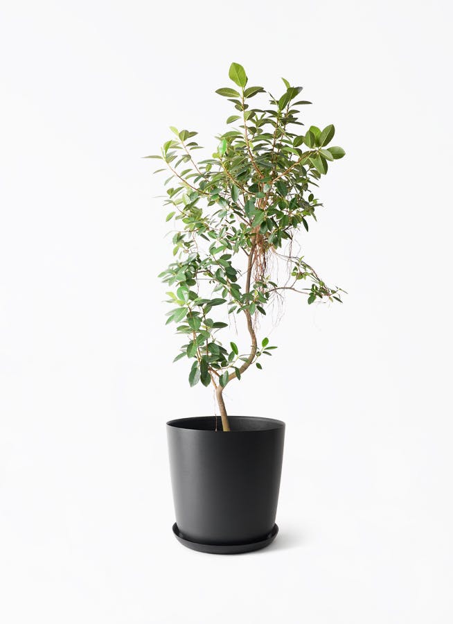 観葉植物 ユーカリ 10号 グニー エステリ ブラック 付き | 観葉植物