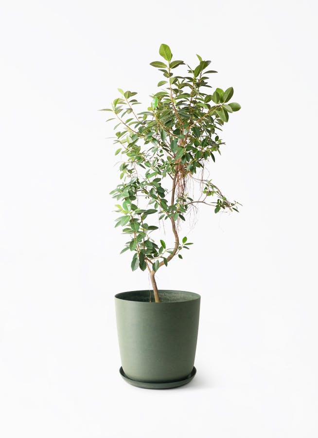 観葉植物 オリーブの木 10号 ピクアル エステリ グリーン 付き / 小倉