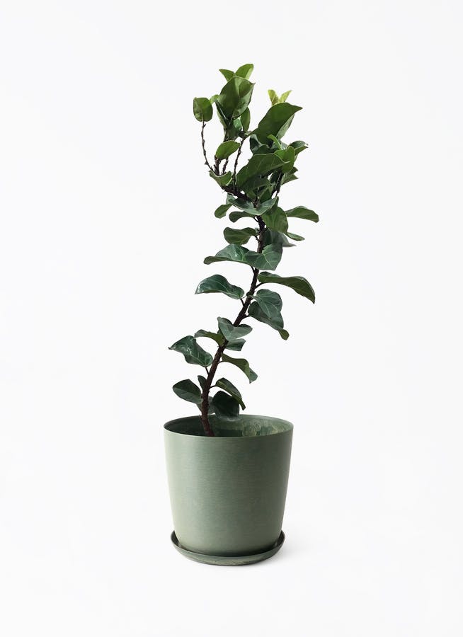 カシワバゴムの木 バンビーノ | 観葉植物通販HitoHana(ひとはな)