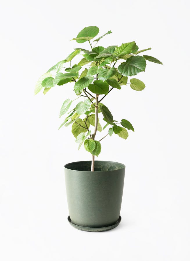 フィカス ウンベラータ | 観葉植物通販 HitoHana