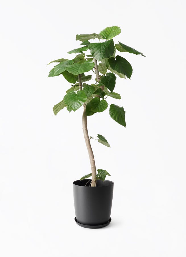観葉植物 フィカス ウンベラータ 8号 曲り エステリ ブラック 付き
