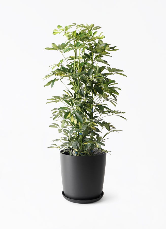 観葉植物 シェフレラ（カポック） 8号 斑入り エステリ ブラック 付き