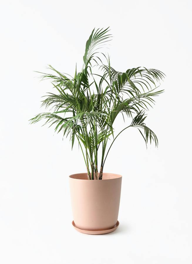 【noa⚠大阪府】スタイリッシュでリゾート感満載♪ケンチャヤシ 10号鉢 観葉植物 ケンチャヤシ 10号 エステリ ピンク 付き | 観葉植物なら