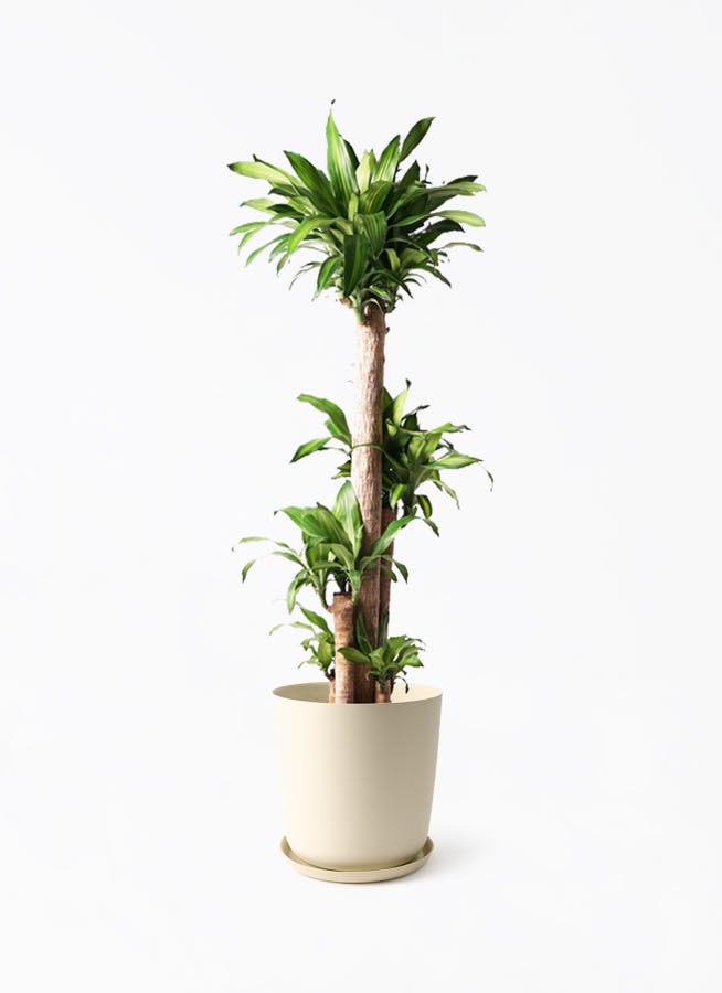 ②　アレカヤシ　10号　特大苗木最高等級極上品‼️ Amazon｜アレカヤシ 優雅なヤシの木 観葉植物 10号 大鉢 観葉