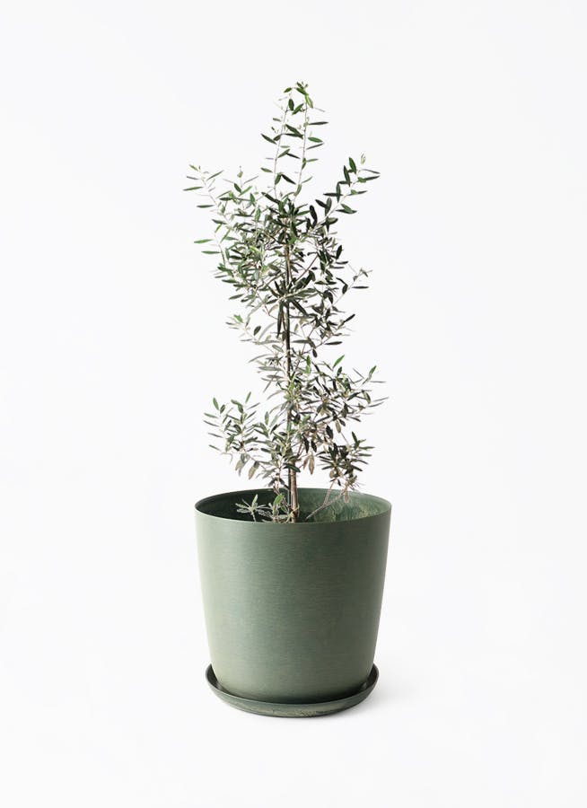 観葉植物 オリーブの木 8号 カヨンヌ エステリ グリーン 付き