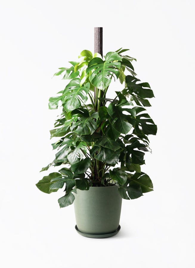 観葉植物 モンステラ 10号 木柱 エステリ グリーン 付き | 観葉植物