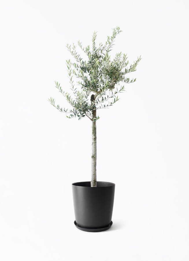 観葉植物 オリーブの木 10号 ピクアル エステリ ブラック 付き / 小倉