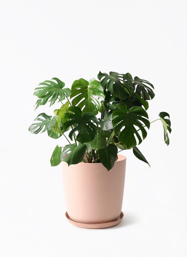 観葉植物 モンステラ 8号 ボサ造り エステリ ピンク 付き | 観葉植物