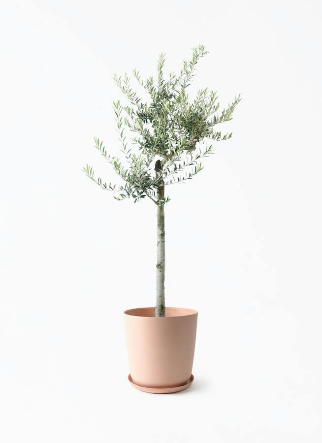 観葉植物 シェフレラ（カポック） 10号 朴 エステリ ピンク 付き