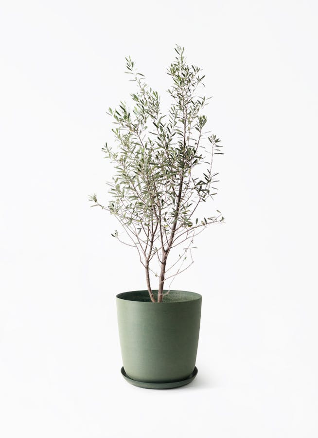 オリーブの木 シプレッシーノ 165cm❗ 大型10号 美形 綺麗な葉色 鉢植 観葉植物 オリーブの木 10号 チプレッシーノ エステリ グリーン 付き