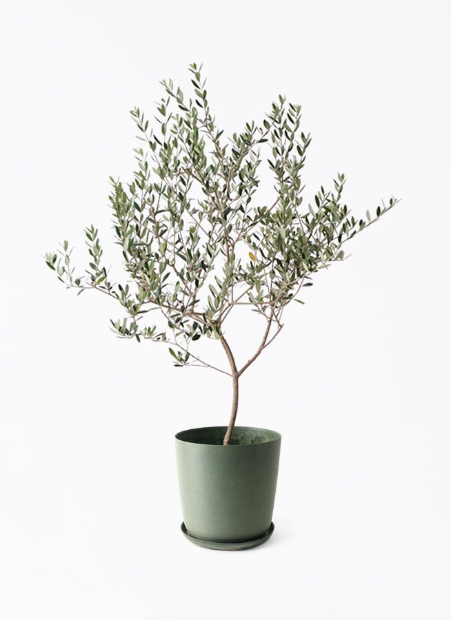 観葉植物 オリーブの木 8号 カヨンヌ エステリ グリーン 付き / 小倉園