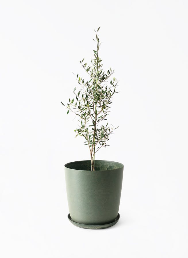 オリーブの木 1点もの 受け止めた波動 約38cm 観葉植物 オリーブの木 8号 コロネイキ エステリ グリーン 付き