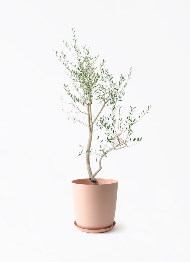 観葉植物 オリーブの木 10号 レッチーノ エステリ ピンク 付き | 観葉 