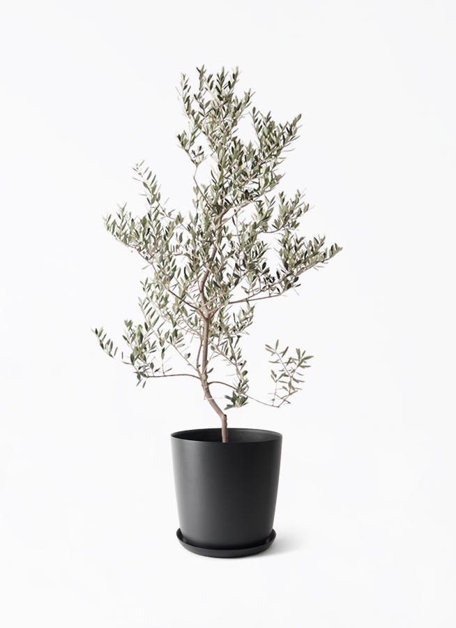 観葉植物 オリーブの木 10号 レッチーノ エステリ ブラック 付き