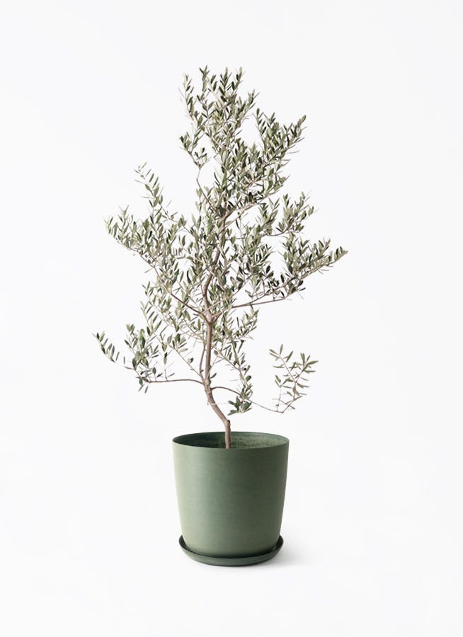 観葉植物 オリーブの木 10号 レッチーノ エステリ グリーン 付き