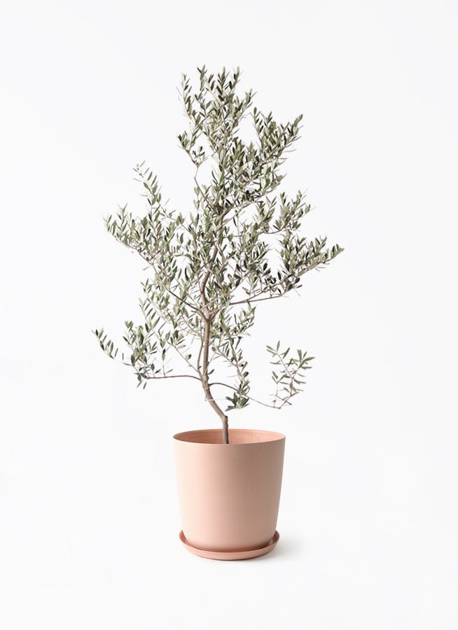 観葉植物 オリーブの木 10号 ピクアル エステリ ピンク 付き / 小倉園