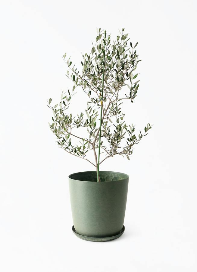 り*う様 オリーブの木,た植物/観葉植物:古木幹極太『幹周り