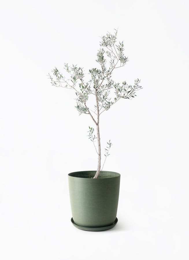観葉植物 オリーブの木 10号 ピクアル エステリ グリーン 付き / 小倉