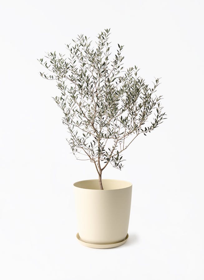 観葉植物 オリーブの木 8号 カヨンヌ エステリ ベージュ 付き / 小倉園