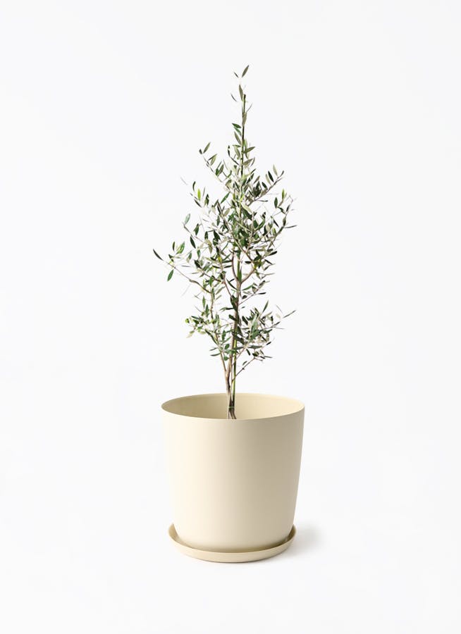 観葉植物 オリーブの木 8号 カヨンヌ エステリ ベージュ 付き / 小倉園