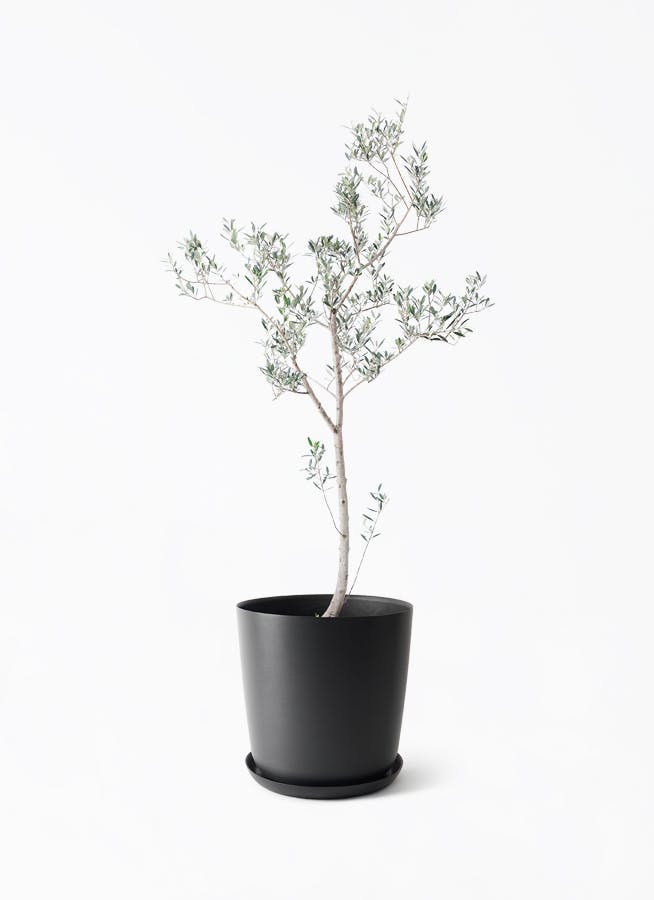 観葉植物 オリーブの木 10号 ピクアル エステリ ブラック 付き / 小倉