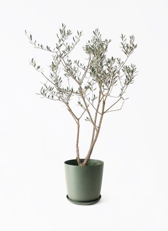 オリーブの木　コロネイキ　8号　約110cm　K-136　一点物 観葉植物 オリーブ 8号 コロネイキ プラスチック鉢 | 観葉植物